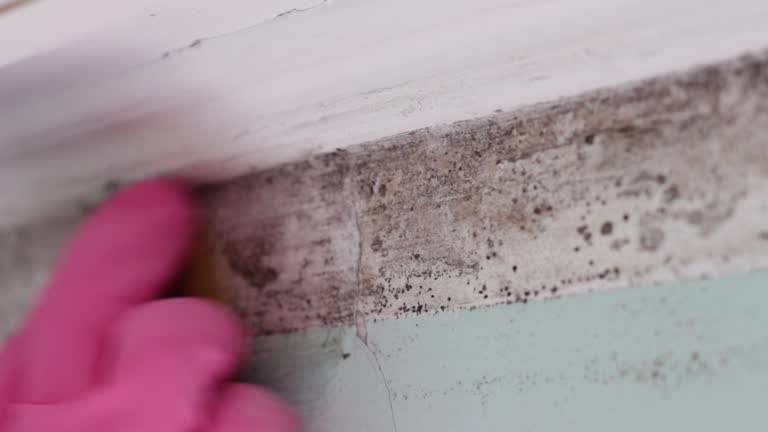 Trusted Marion, IL Mold Removal Experts